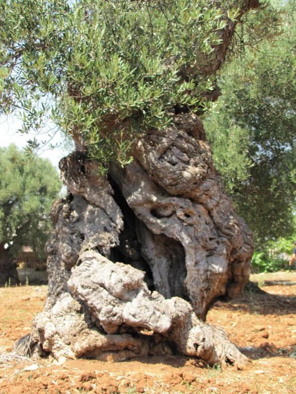 Гостевой дом Antica Masseria Carparelli Остуни Экстерьер фото